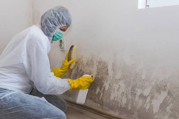 Best Crawl Space Mold Removal  in Austin, MN