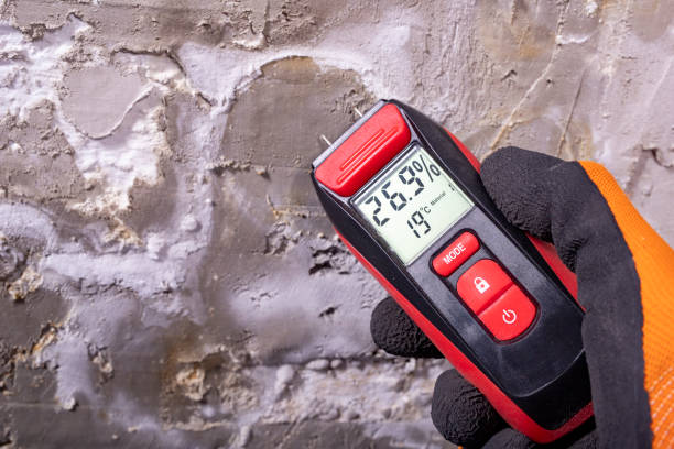 Best Certified Mold Removal  in Austin, MN