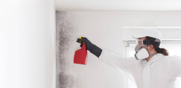 Best Commercial Mold Removal  in Austin, MN