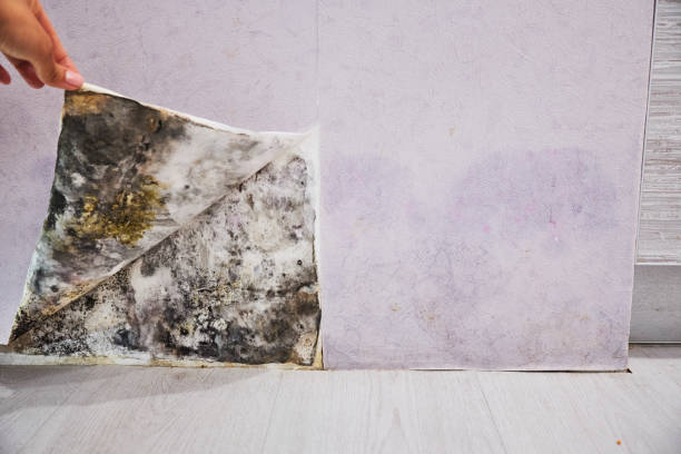 Best Mold Damage Repair  in Austin, MN